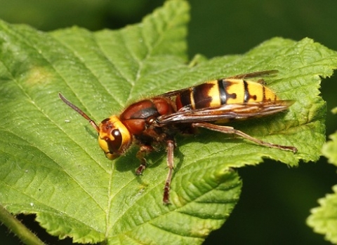 Hornet | Nottinghamshire Wildlife Trust